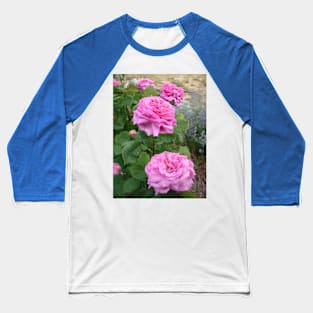 Rose Flower Pink Vintage Cabbage Baseball T-Shirt